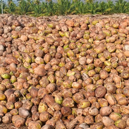 Natural Coconut Copra - Whole Husk, Diamond Shape | Dried and Fresh Options for Versatile Culinary Uses