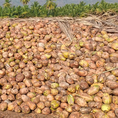 Pollachi Coconut Copra - Whole Husk, Diamond Shape | Dried and Fresh Style, Common Cultivation Type