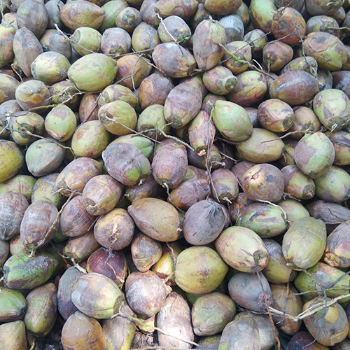 Raw Coconut - Whole Husk Diamond Shape | Dried & Fresh Cultivation Type Versatile for Culinary & Snack Uses