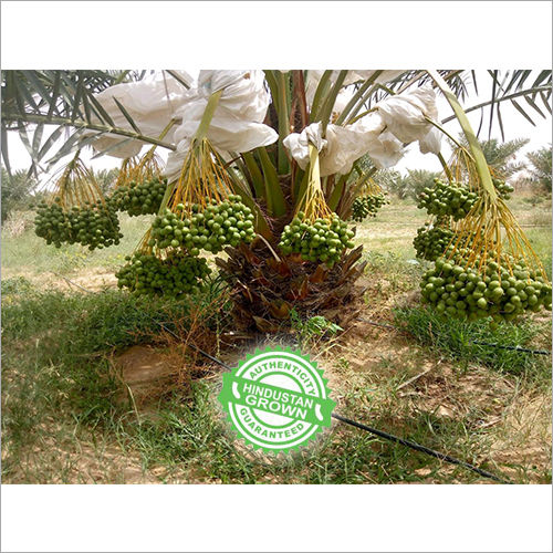 Tissue Culture Azwa Date Palm Plants