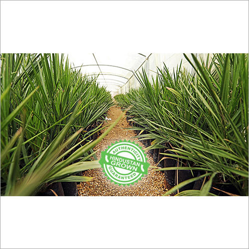 Tissue Culture Khenizie Date Palm Plants