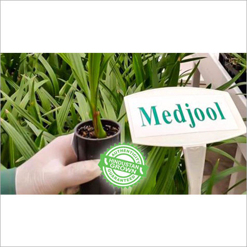 Tissue Culture Medjool Date Palm Plant