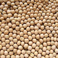 White Pea Beans - 30 Kg & 50 Kg Packaging | Organic, High Purity, First Class Grade, Nutty Flavor, Digestive Health Benefits