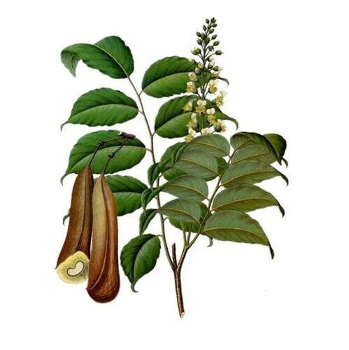 Peru Balsam Premium