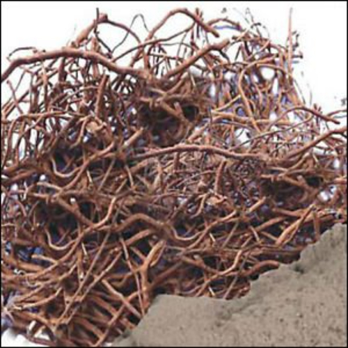 Pippali Mool - herbal powder Pippalimool - Pippalimul - Piper Long papaer powder