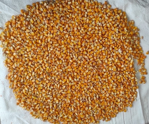 Yellow Maize Origin: India