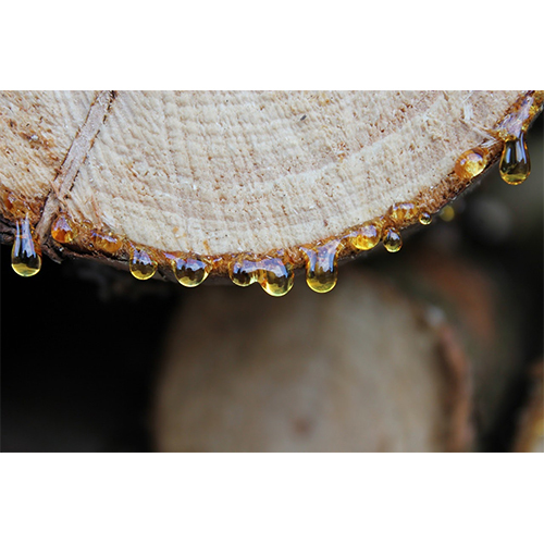Elemi Oil