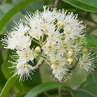 Lemon Myrtle Oil - Purity: High