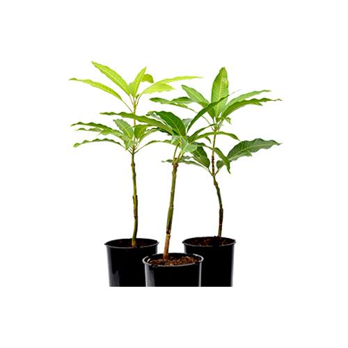Mango Plant