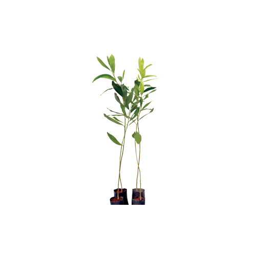 Acacia Plant