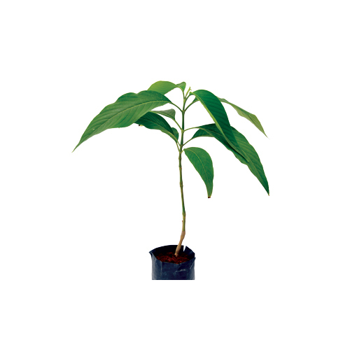 Adulsa Plant