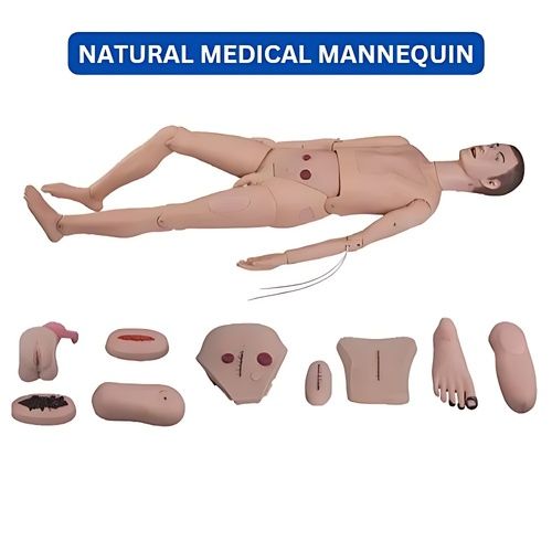 Natural Medical Mannequin  set