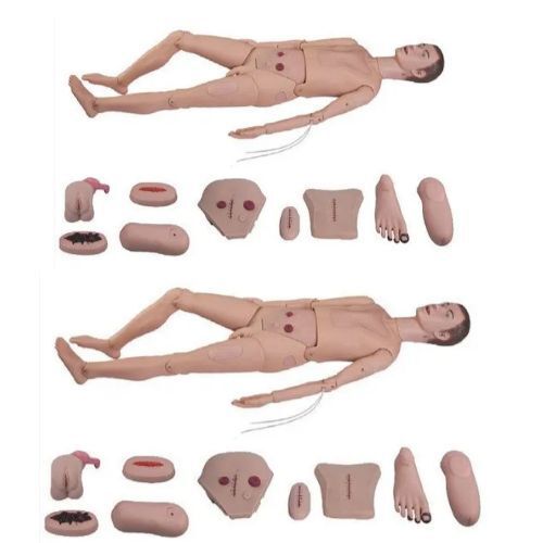 Natural Medical Mannequin  set