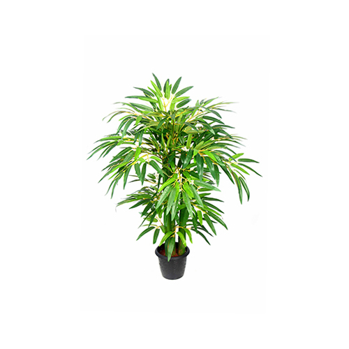 Green Bamboo Plant
