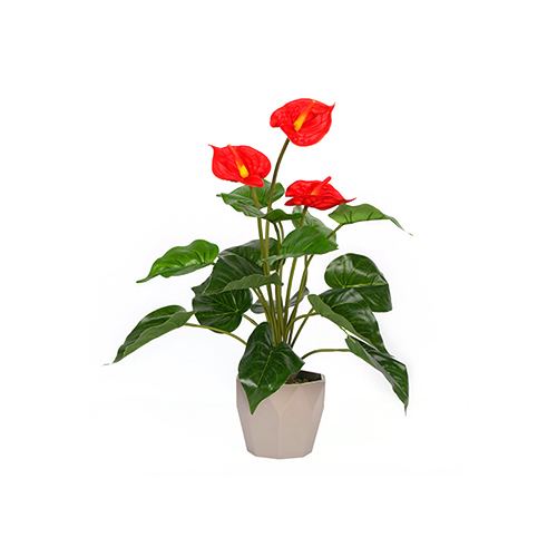 Aglaonema Plant