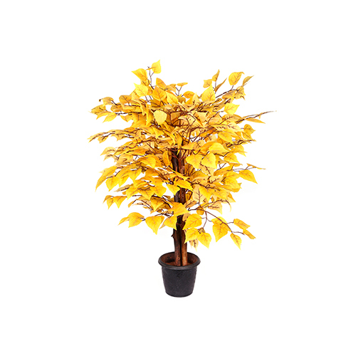 Birch Plant
