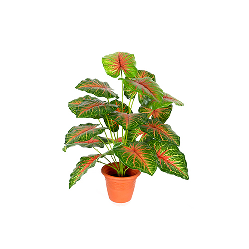 Pink Caladium Plant