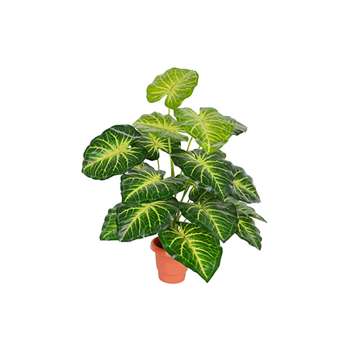 Green Caladium Line 18 Lvs Plant