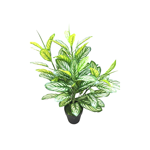 Aglonimia Plant