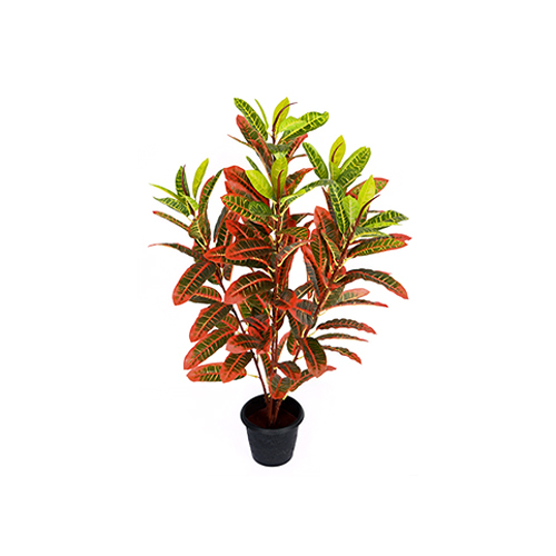 Red Croton Plant