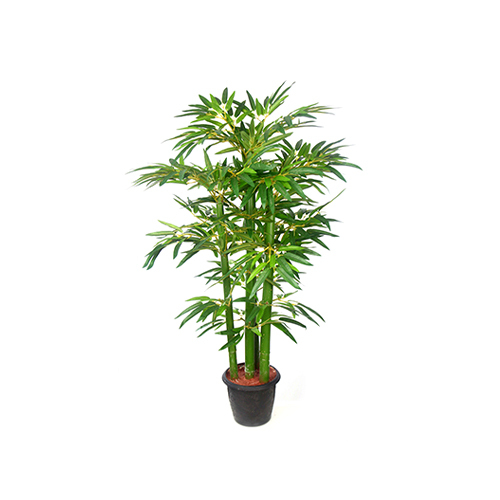Bamboo Green Plant
