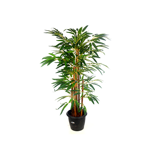 Golden Bamboo Plant