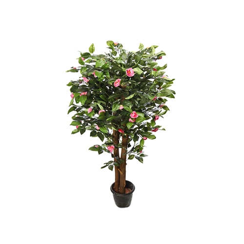 Camellia Pink Light Plant