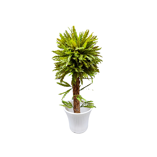 Blue Star Fern Topiary Plant