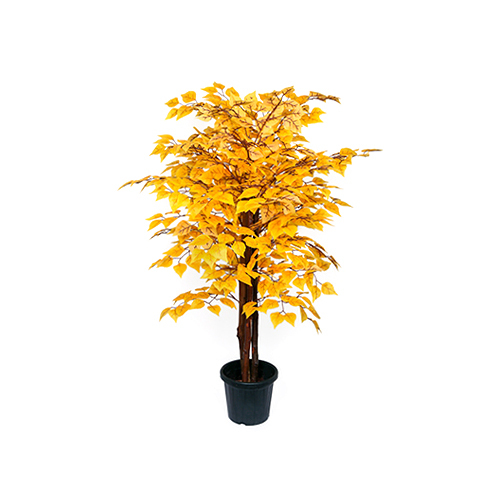 Birch Yellow Plant Size: Different Available