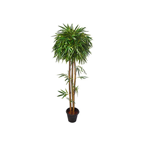 Golden Bamboo Topiary Plant