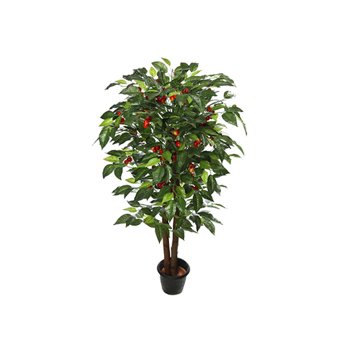 Green Red Cherry Plant