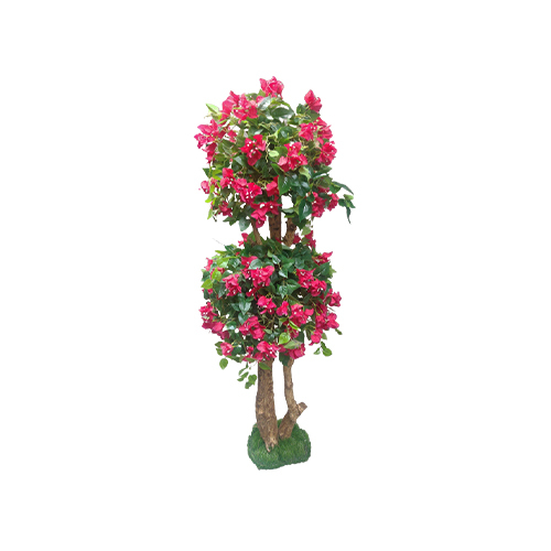 Bougainvillea Flower Plant