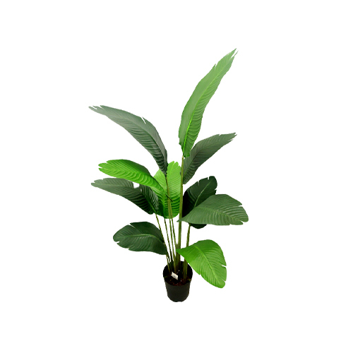 Banana Plant