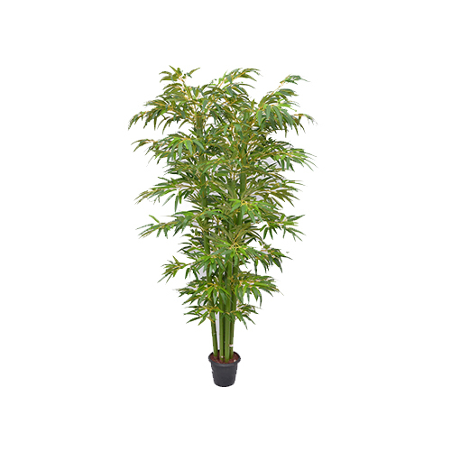 Green Bamboo Plant
