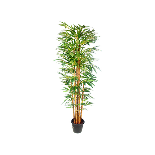 Golden Bamboo Green Tree Size: 5 Feet