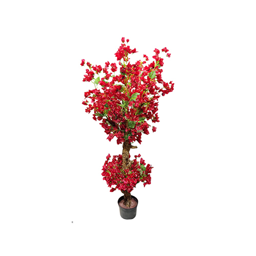 Bougainvillea Topiary Plant