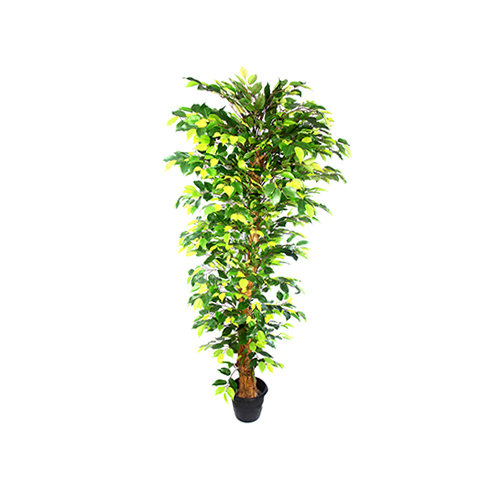 Green Ficus Plant Size: 6 Feet