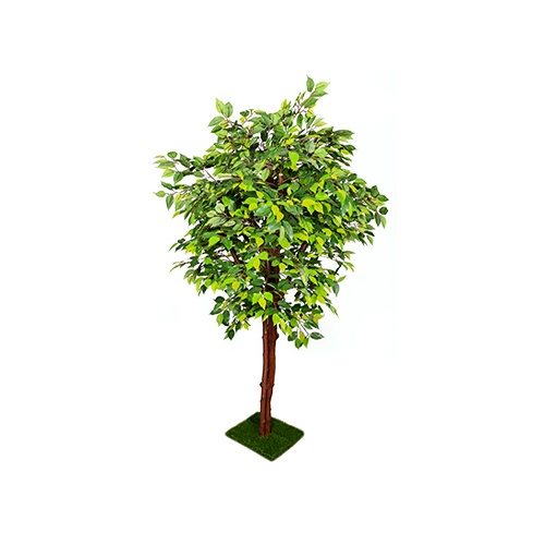 Green Ficus In Coffee Wood Plant