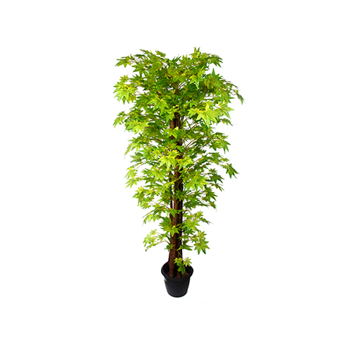 Green Maple Plant Size: 6 Feet