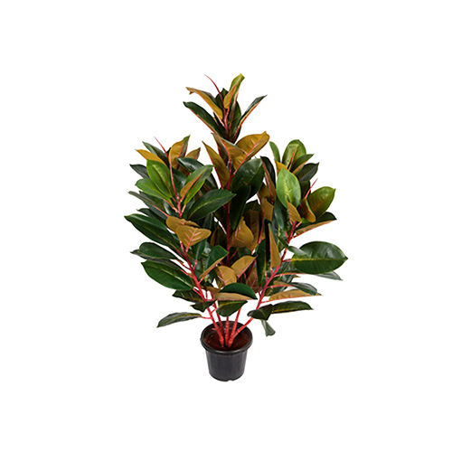 Durable 3 Feet Rubber Plant