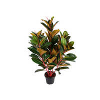 Durable 3 Feet Rubber Plant