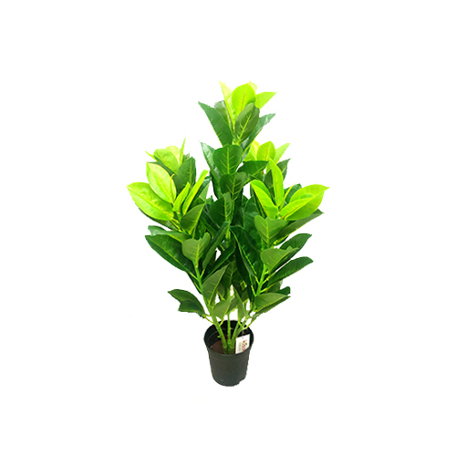 3 Feet Green Rubber Plant