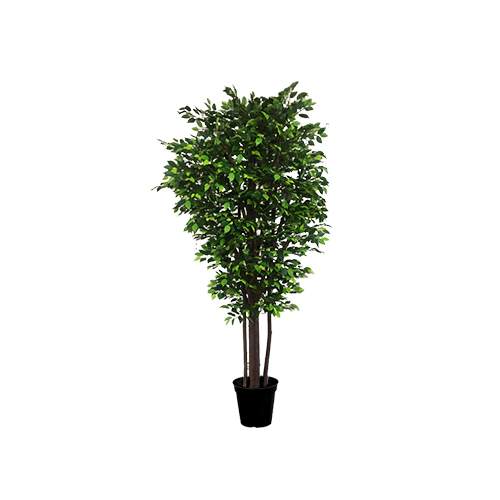 Green 9 Feet Ficus Tree In Stem