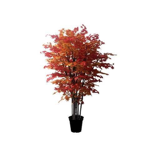 Orange And Red Multicolor Maple Plant