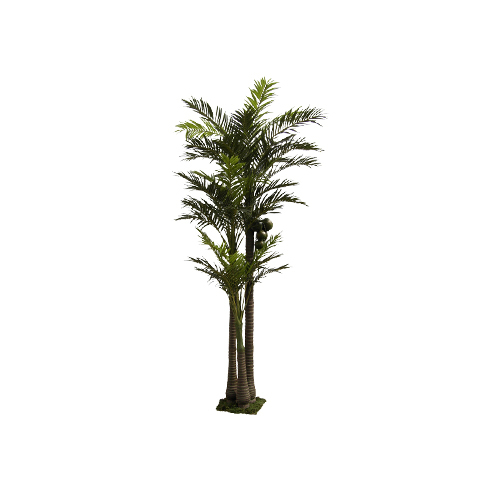 Coconut Tree