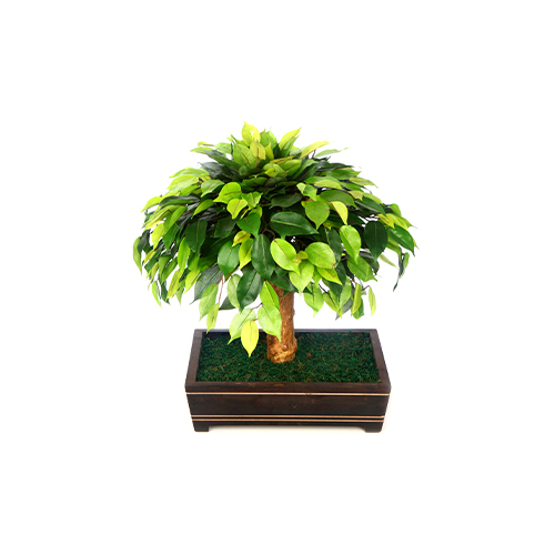 Green 7 Inch Ficu Bonsai With Wooden Pot