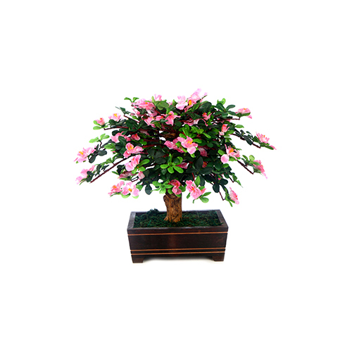 Green Bonsai Blossom With Wooden Pot