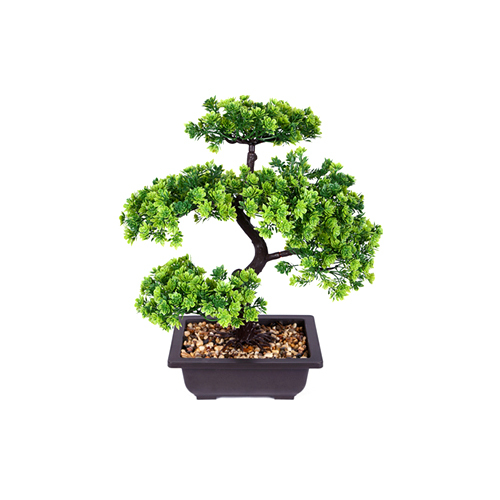 12 Inch Bonsai Exotic With Pot
