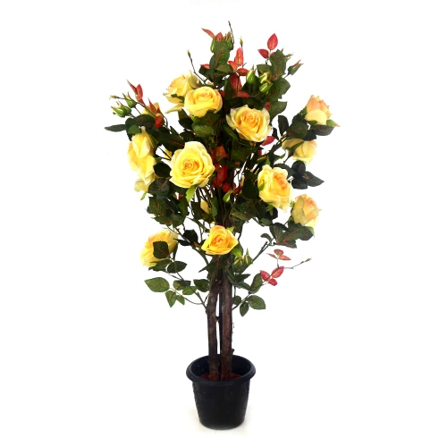 Yellow Rose Plant Size: Different Available