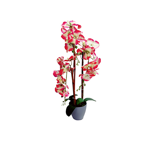 Pink 24 Inch Orchid With Pot